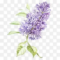 ޹�²ݻ���-������