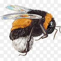 手绘蜜蜂-空若网 手绘蜜蜂-空若网