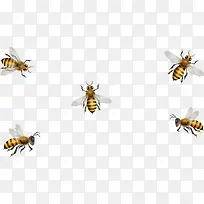 蜜蜂-空若网 蜜蜂-空若网