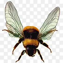手绘翅膀的蜜蜂-空若网 手绘翅膀的蜜蜂-空若网
