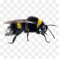 矢量蜜蜂-空若网 矢量蜜蜂-空若网