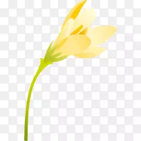 开花植物雏菊科花瓣开花植物-春季-空若网 开花植物雏菊科花瓣开花植物-春季-空若网