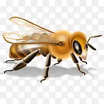 蜜蜂-空若网 蜜蜂-空若网