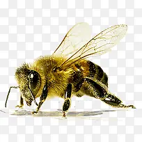 蜜蜂-空若网 蜜蜂-空若网