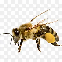 ���� ����-������