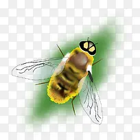 漂浮的蜜蜂-空若网 漂浮的蜜蜂-空若网