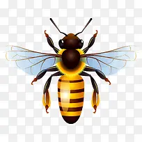 蜜蜂-空若网 蜜蜂-空若网