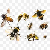 蜜蜂-空若网 蜜蜂-空若网