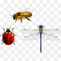 蜜蜂蜻蜓瓢虫-空若网 蜜蜂蜻蜓瓢虫-空若网