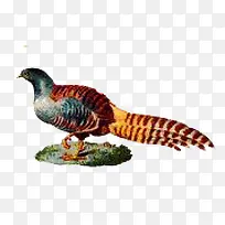 手绘野鸡-空若网 手绘野鸡-空若网