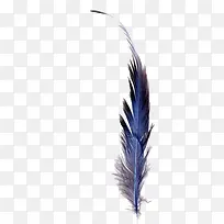 手绘羽毛-空若网 手绘羽毛-空若网