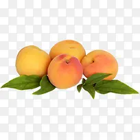 �����ɫˮ����Ҷ-������