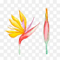 水彩花卉-空若网 水彩花卉-空若网