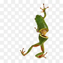 分离蛙-空若网 分离蛙-空若网