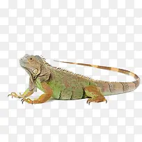 绿色变色龙-空若网 绿色变色龙-空若网