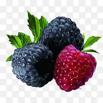 多彩树莓-空若网 多彩树莓-空若网