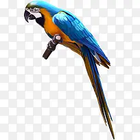 ��֦�ϵ�����-������