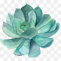 ¶àÈâÖ²Îï-¿ÕÈôÍø ¶àÈâÖ²Îï-¿ÕÈôÍø