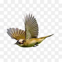 飞鸟-空若网 飞鸟-空若网