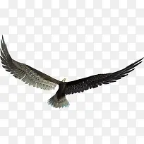 黑色羽毛小鸟翅膀-空若网 黑色羽毛小鸟翅膀-空若网