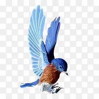蓝色翅膀小鸟-空若网 蓝色翅膀小鸟-空若网