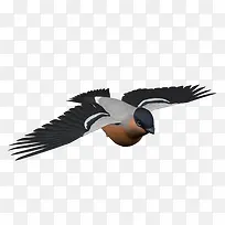 ��ͨС���ɫ���С��-������