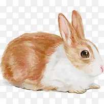 ʸ���ֻ�ɰ�С�����ز�-������