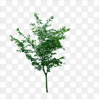 小树-空若网 小树-空若网