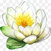 手绘白色荷花装饰-空若网 手绘白色荷花装饰-空若网