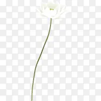 ������ɫ�ɻ�ͼƬ-������