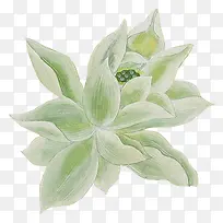 手绘白色荷花图片-空若网 手绘白色荷花图片-空若网