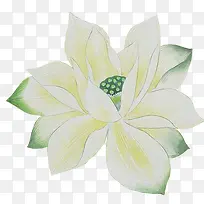 手绘白色绽放荷花-空若网 手绘白色绽放荷花-空若网