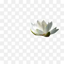 白色盛开的荷花插画-空若网 白色盛开的荷花插画-空若网