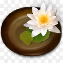 圆盘白色荷花素材-空若网 圆盘白色荷花素材-空若网