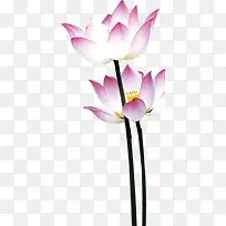 手绘粉色白色荷花-空若网 手绘粉色白色荷花-空若网