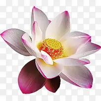 白色绽放荷花图-空若网 白色绽放荷花图-空若网