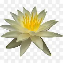 ��ɫ���źɻ�-������