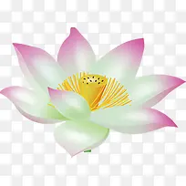 白色盛开的荷花-空若网 白色盛开的荷花-空若网