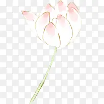 水彩白色盛开的荷花-空若网 水彩白色盛开的荷花-空若网