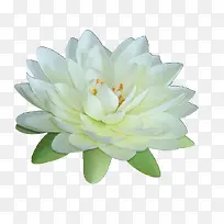 荷花白色荷花透明-空若网 荷花白色荷花透明-空若网