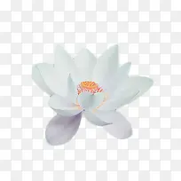 花-荷花水彩白色荷花-空若网 花-荷花水彩白色荷花-空若网