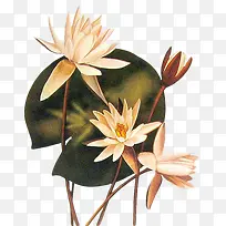 ��ɫ���������ֻ�-������