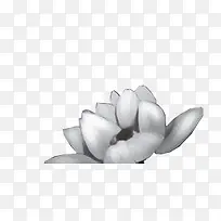 ��ɫ�����ֻ�����-������