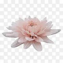 白色唯美莲花美景-空若网 白色唯美莲花美景-空若网