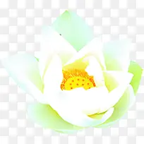 白色莲花端午-空若网 白色莲花端午-空若网