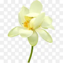 白色莲花莲蓬-空若网 白色莲花莲蓬-空若网