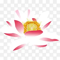 手绘粉色荷花插画-空若网 手绘粉色荷花插画-空若网