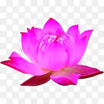 手绘粉色荷花创意蔬菜-空若网 手绘粉色荷花创意蔬菜-空若网