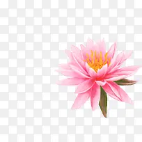 粉色手绘可爱荷花-空若网 粉色手绘可爱荷花-空若网