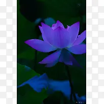 粉色神秘荷花摄影-空若网 粉色神秘荷花摄影-空若网